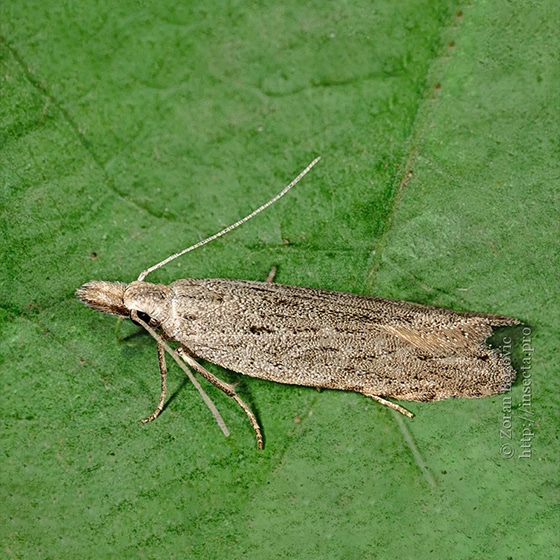Anarsia lineatella (acima de 50 uni.)